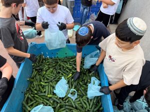 חניכי בני עקיבא מתנגבים בחסדי נעמי ומסייעים באריזת מלפפונים