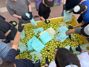 מיון ואריזה של לימונים